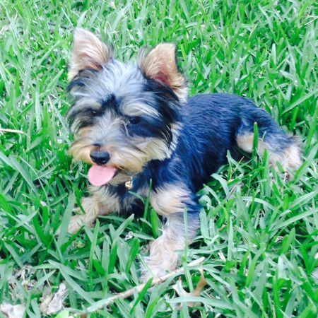 Sir Bandit