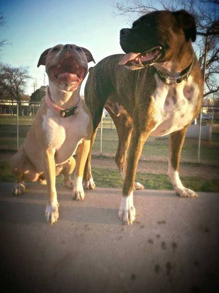 Harley and Ro-llo