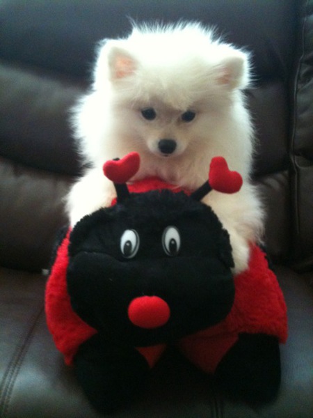 Mishka