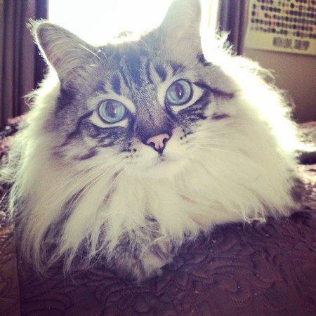 Sir Squeakerton
