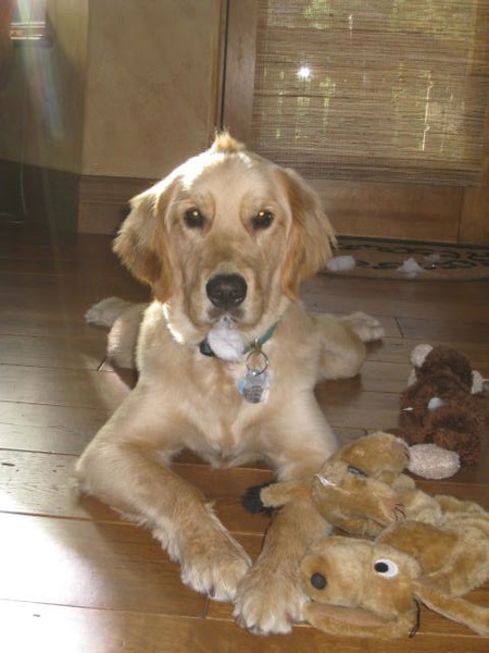 Rockie