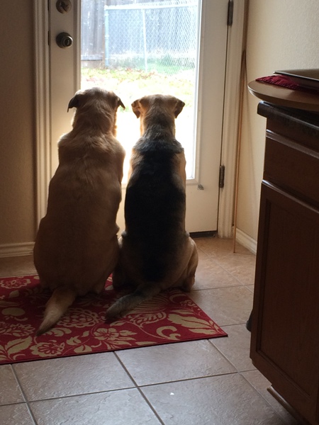 Honey and Blacky