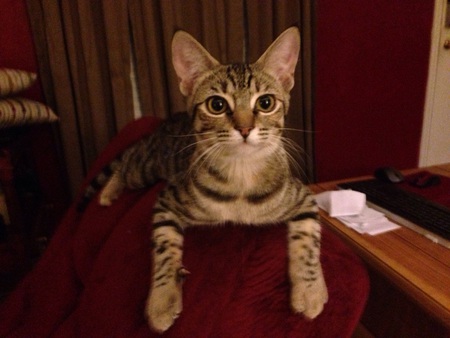 Maggie May