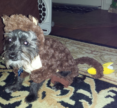 Bear