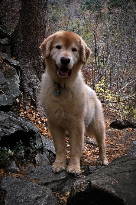 Jasper