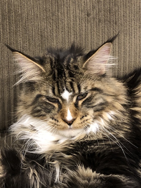 Olly the MaineCoon