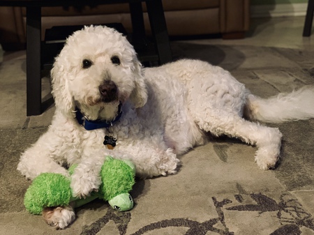 Pearl Fowler 12 Year Old Goldendoodle