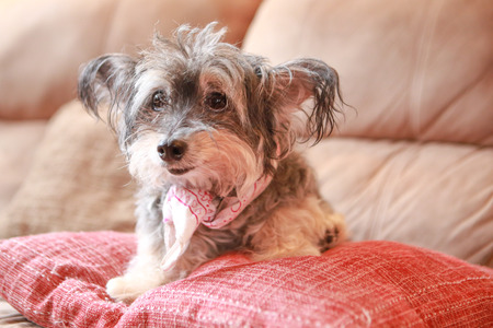Edie
