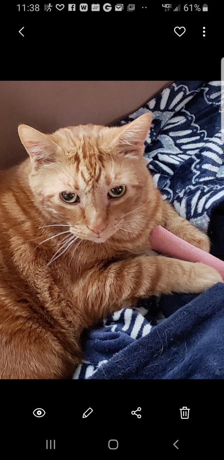 Garfield