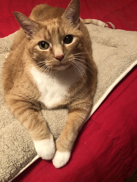 Peanut