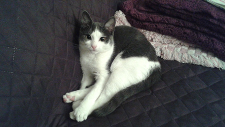 Clementine