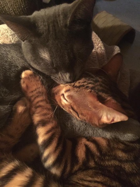Luna & Kali