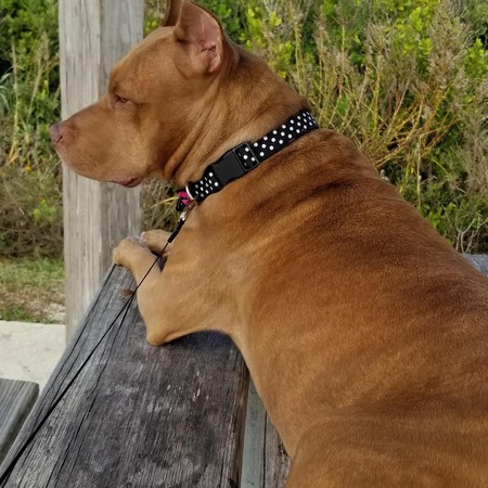 Nala