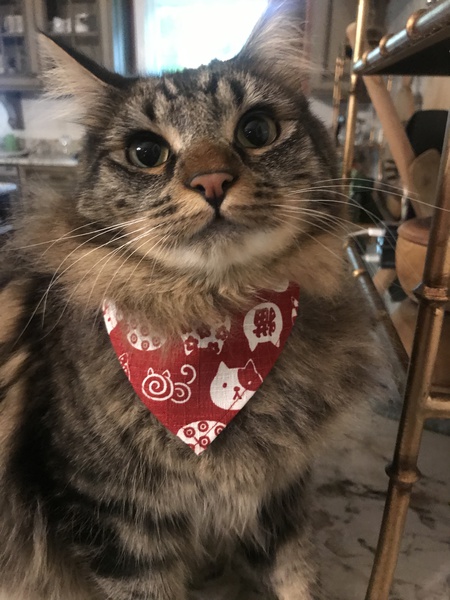 Bilbo
