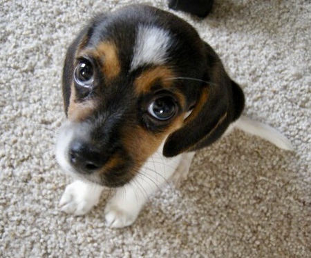 Baxter 