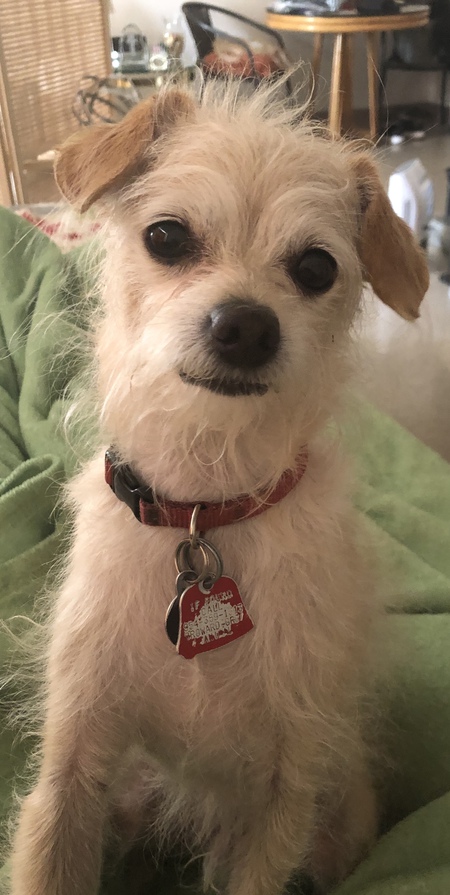 Finn 