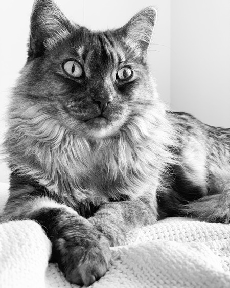 Fifi 