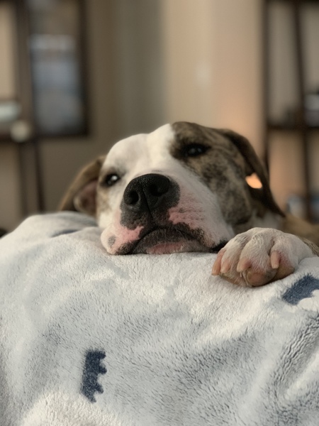 Daisy