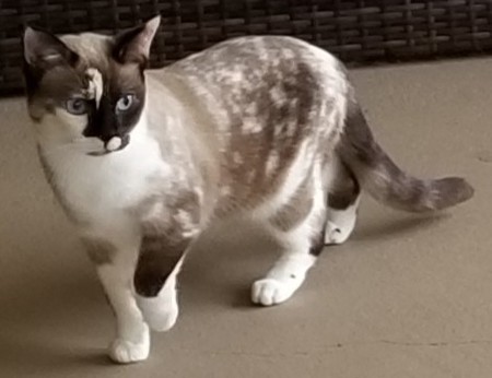 Mulan