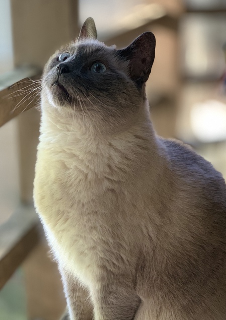 Willow