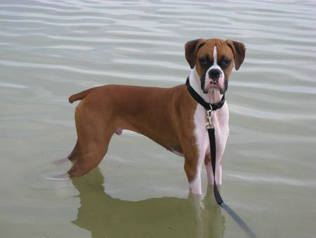Doogan