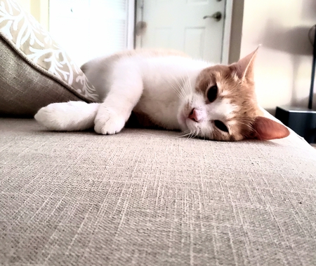 Simba