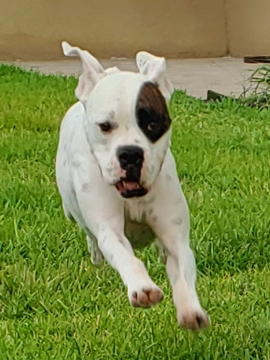 Dasher