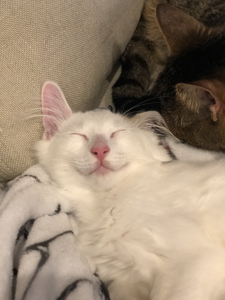 Ringo