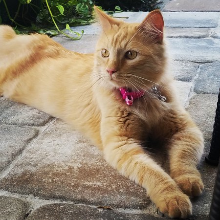 Gigi