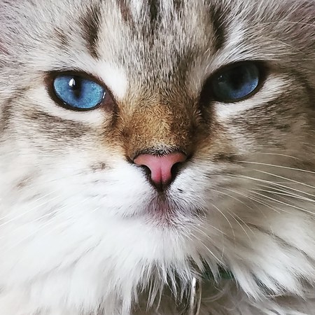 Rigby