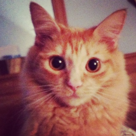 Ginger