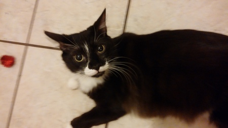 Stache