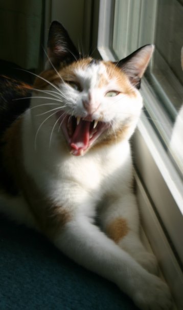 Maggie