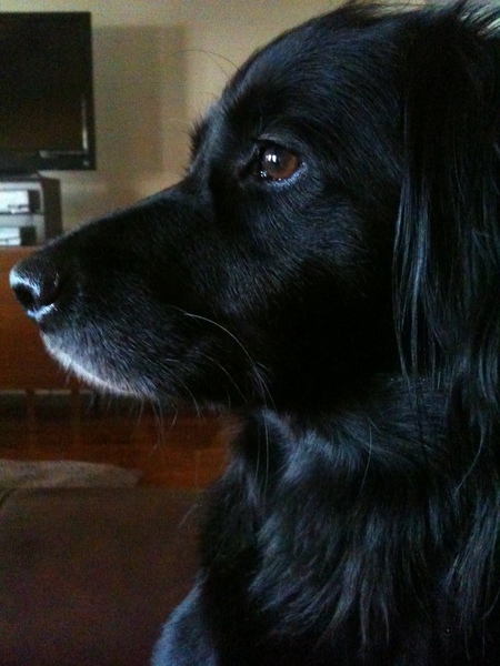Chase