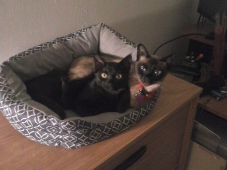 Parker (Siamese) and Rue (Domestic Black)