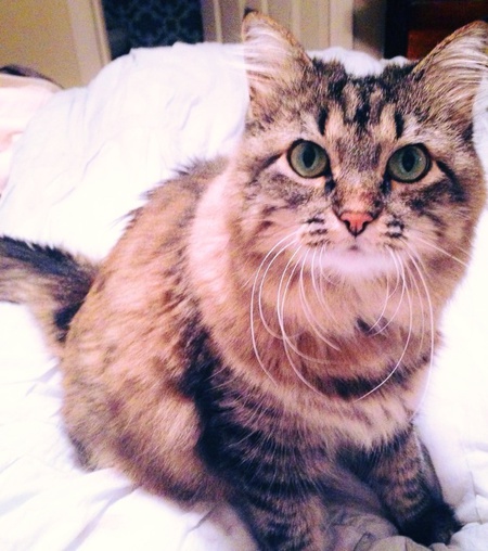 Gigi