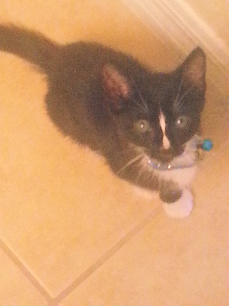 Domino
