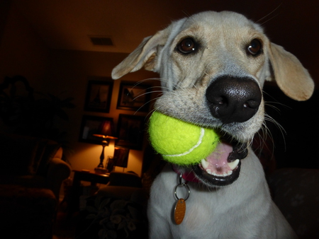 Lucy