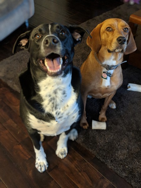 Ozzy Pawsbourne & Ginny Weasley