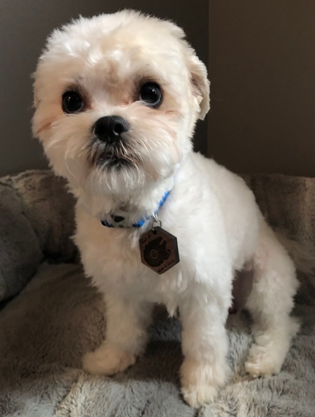 Han Solo