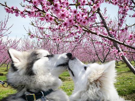 Koda & Nora
