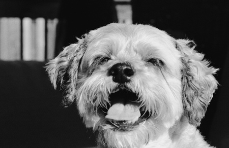 Scruffy