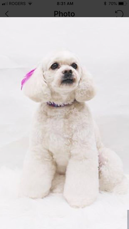 Miss Wiggles
