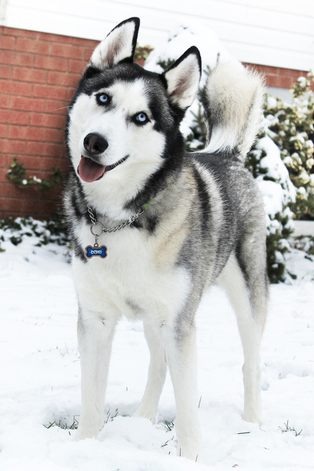 Loki