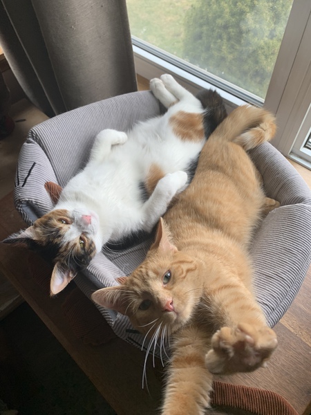 Gaurmo and Oscar 
