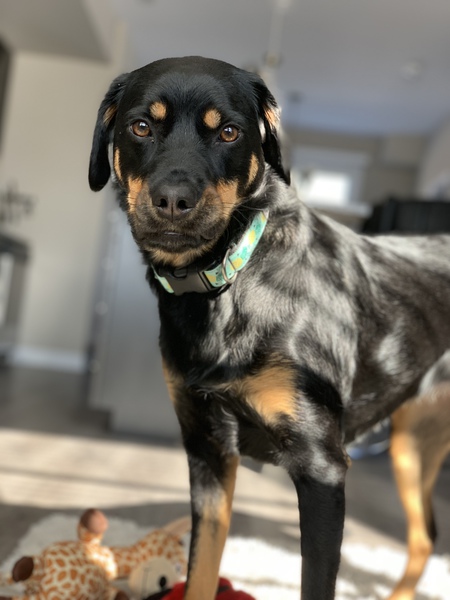 Rosie
