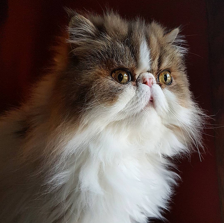 Sir Leonard Winklesbottom of Thames