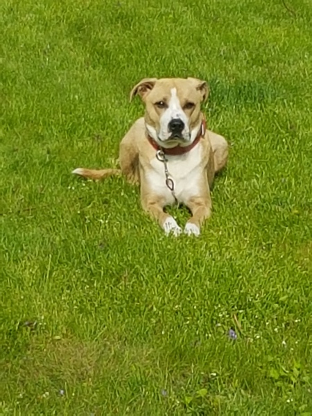 STELLA