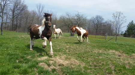 Shylow, Layla, Dream