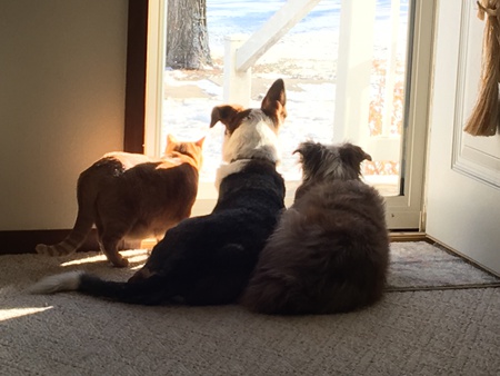 PUMPKIN, WALKER, AND KAIA